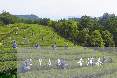 1968 普洱茶/2023041319612